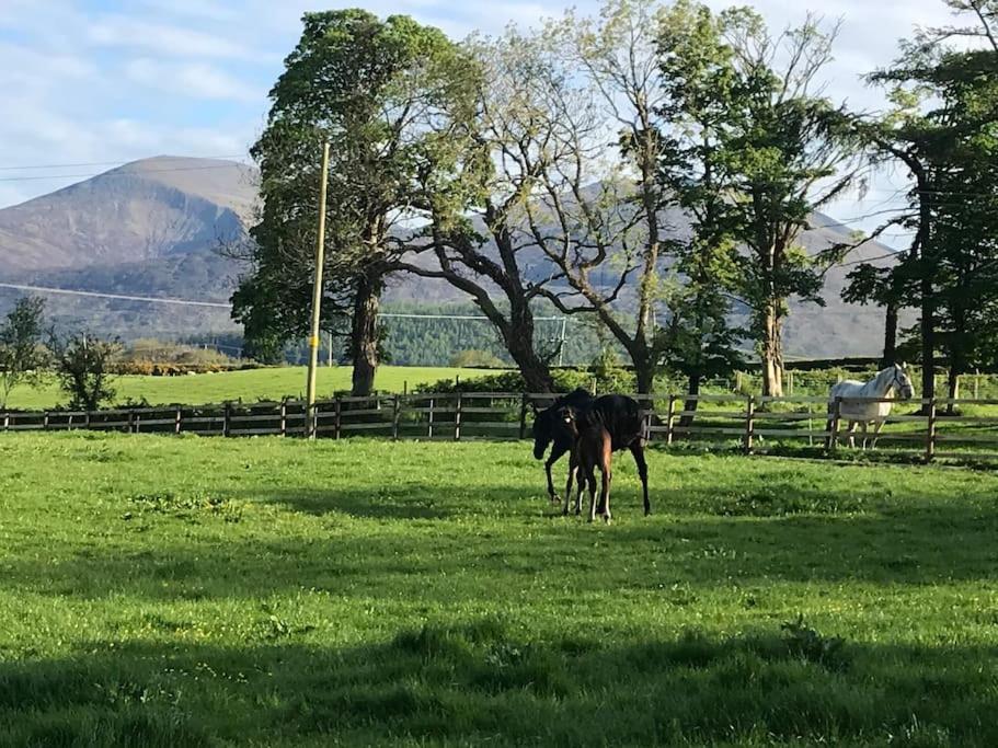 Stone Wall Cottage Castlewellan Εξωτερικό φωτογραφία